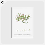 アートポストカード-Alpine azalea, Loiseleuria procumbens - ピエール ジョゼフ ルドゥーテ Postcard.
