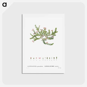アートポストカード-Alpine azalea, Loiseleuria procumbens - ピエール ジョゼフ ルドゥーテ Postcard.