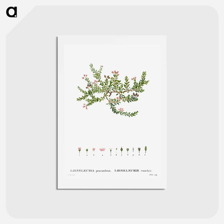 アートポストカード-Alpine azalea, Loiseleuria procumbens - ピエール ジョゼフ ルドゥーテ Postcard.