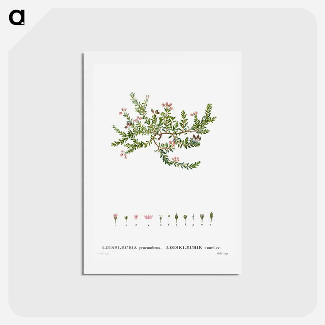 アートポストカード-Alpine azalea, Loiseleuria procumbens - ピエール ジョゼフ ルドゥーテ Postcard.