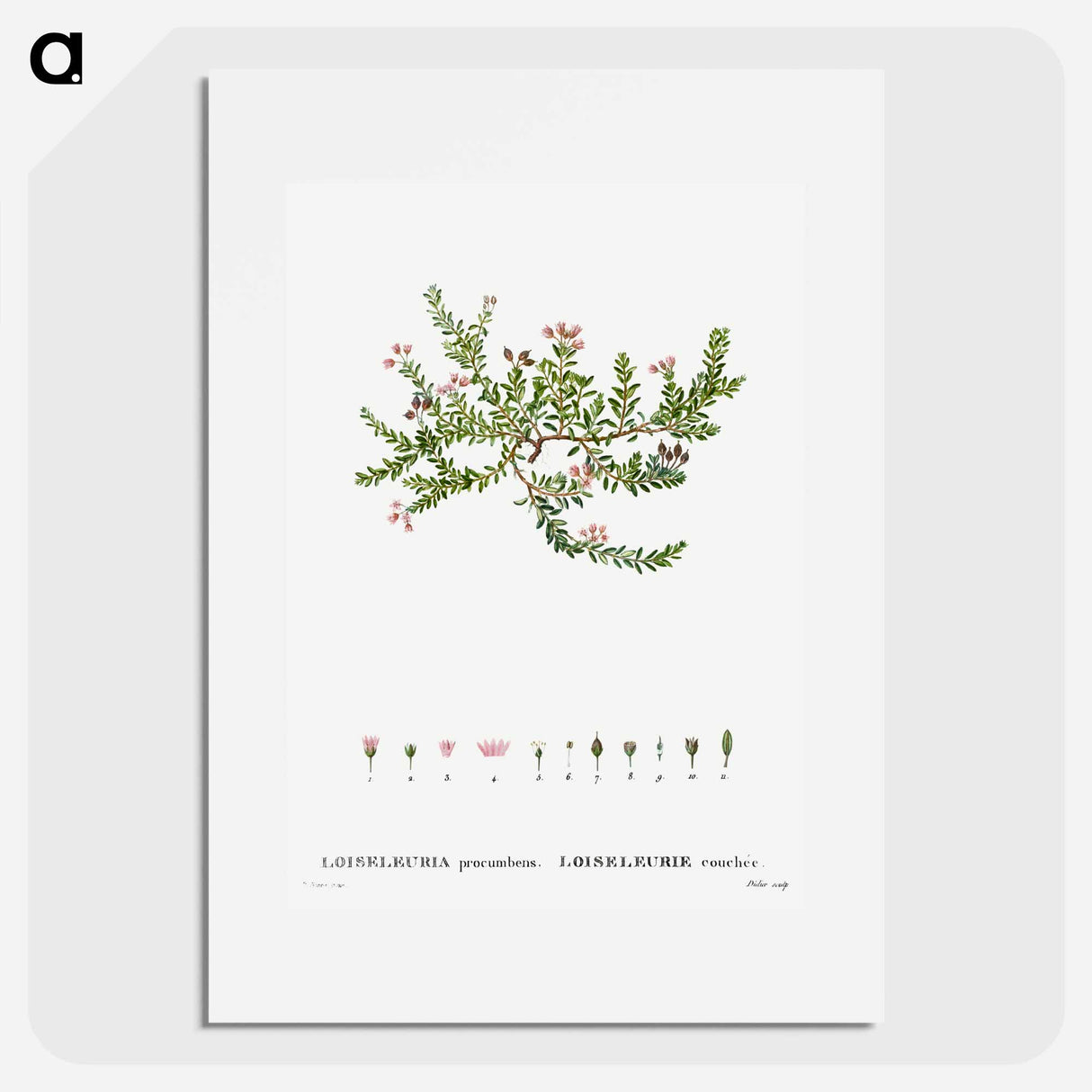 Alpine azalea, Loiseleuria procumbens - Pierre-Joseph Redouté Poster.