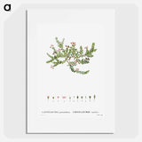 Alpine azalea, Loiseleuria procumbens - Pierre-Joseph Redouté Poster.