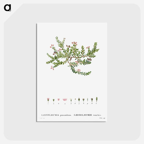 アートポストカード-Alpine azalea, Loiseleuria procumbens - ピエール ジョゼフ ルドゥーテ Postcard.