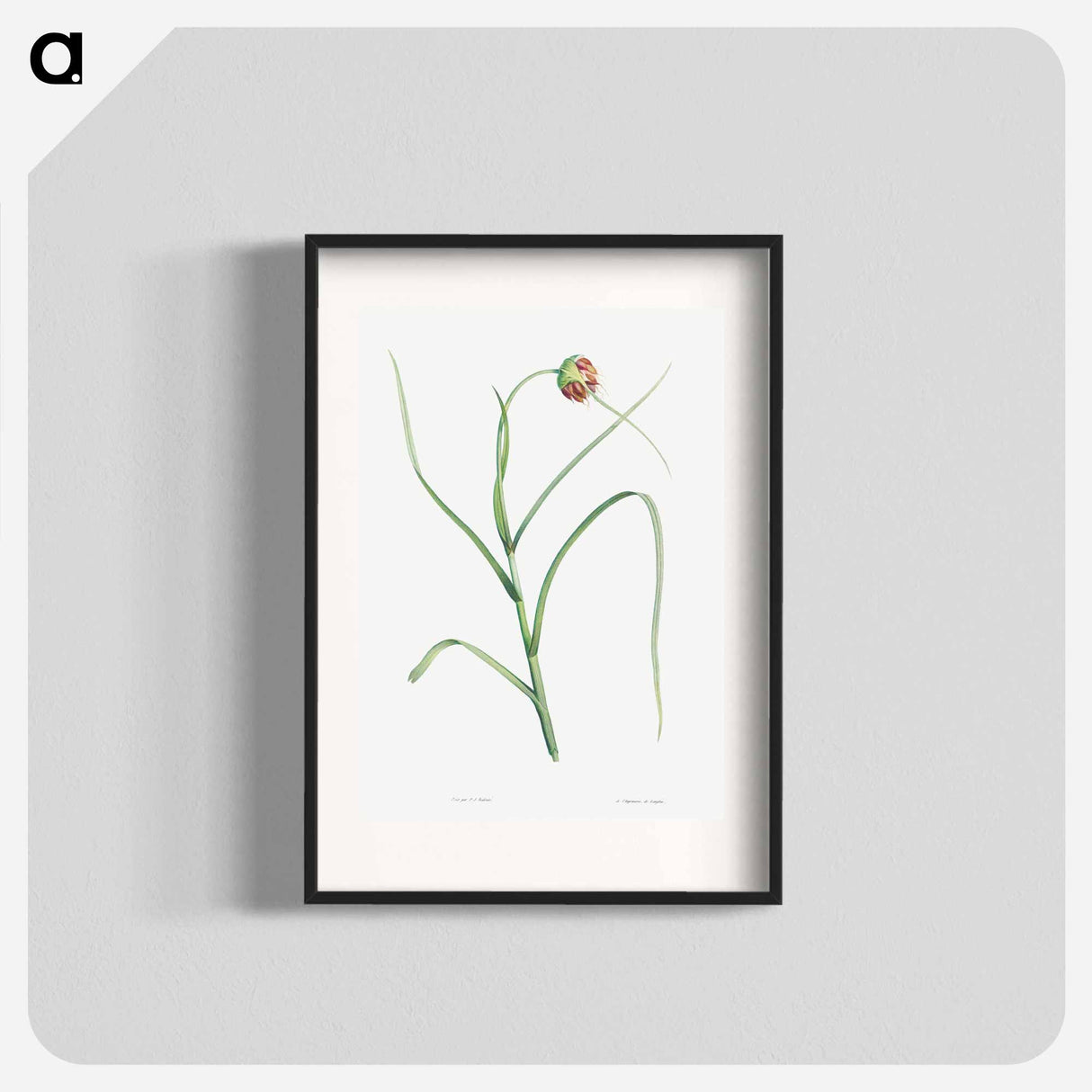 Cultivated garlic - Pierre Joseph Redouté Poster.
