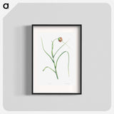 Cultivated garlic - Pierre Joseph Redouté Poster.