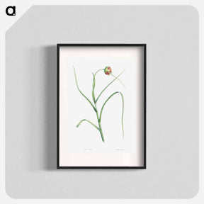 アートポスター-Cultivated garlic - ピエール ジョゼフ ルドゥーテ Poster.