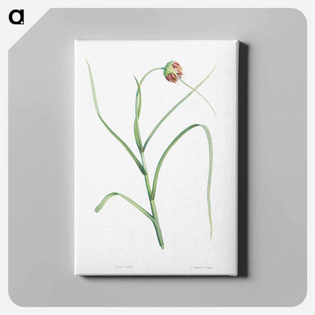アートパネル-Cultivated garlic - ピエール ジョゼフ ルドゥーテ Canvas.