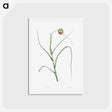 アートポストカード-Cultivated garlic - ピエール ジョゼフ ルドゥーテ Postcard.