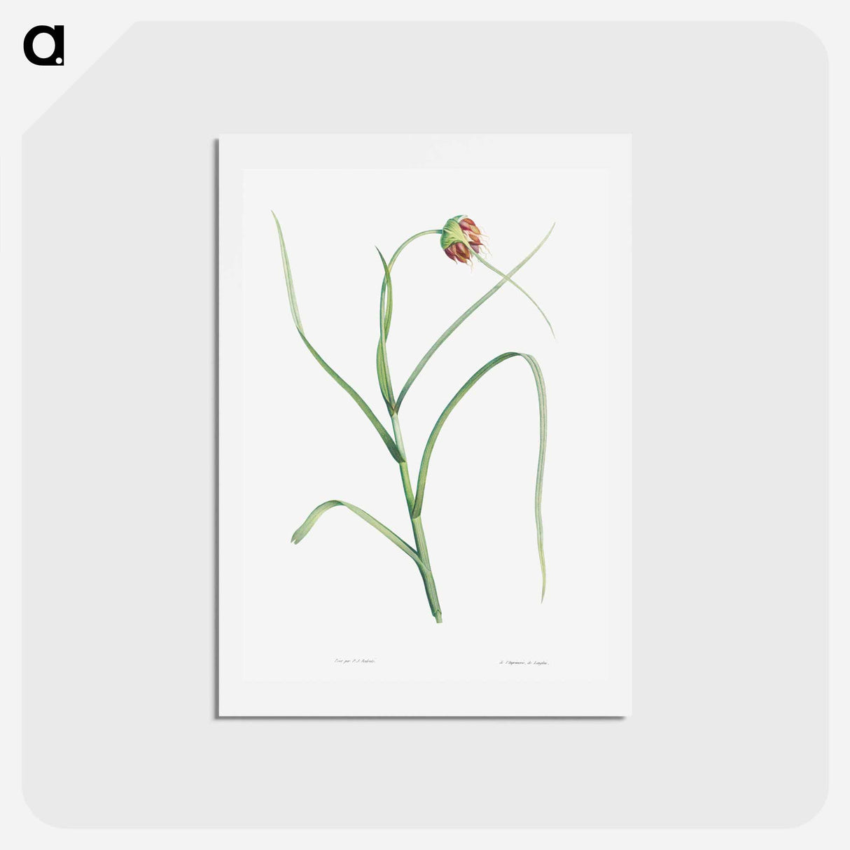 アートポストカード-Cultivated garlic - ピエール ジョゼフ ルドゥーテ Postcard.