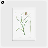 アートポストカード-Cultivated garlic - ピエール ジョゼフ ルドゥーテ Postcard.