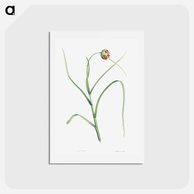 アートポストカード-Cultivated garlic - ピエール ジョゼフ ルドゥーテ Postcard.