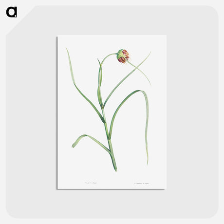 アートポストカード-Cultivated garlic - ピエール ジョゼフ ルドゥーテ Postcard.