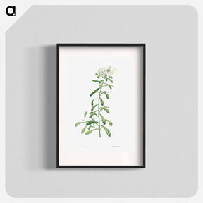 アートポスター-Cluster of small white flowers - ピエール ジョゼフ ルドゥーテ Poster.