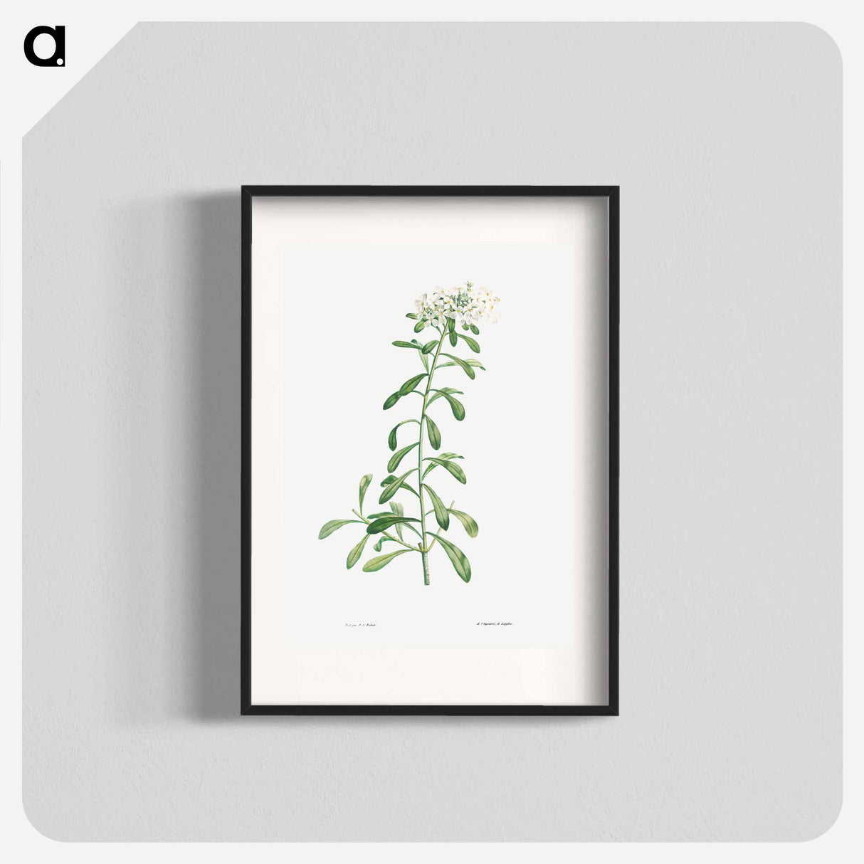 Cluster of small white flowers - Pierre Joseph Redouté Poster.