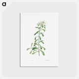 アートポストカード-Cluster of small white flowers - ピエール ジョゼフ ルドゥーテ Postcard.