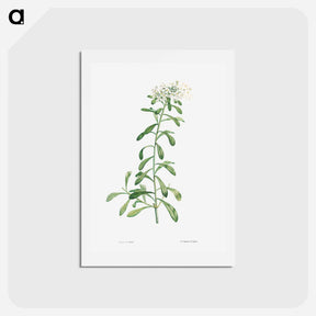 アートポストカード-Cluster of small white flowers - ピエール ジョゼフ ルドゥーテ Postcard.