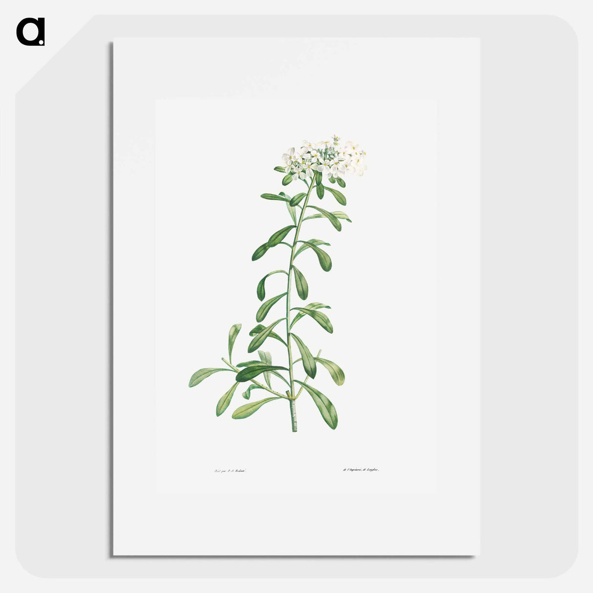 Cluster of small white flowers - Pierre Joseph Redouté Poster.