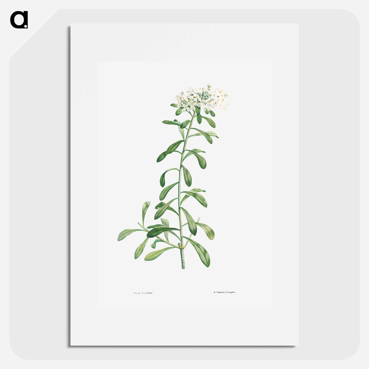 Cluster of small white flowers - ピエール ジョゼフ ルドゥーテ Poster.