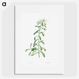 Cluster of small white flowers - ピエール ジョゼフ ルドゥーテ Poster.