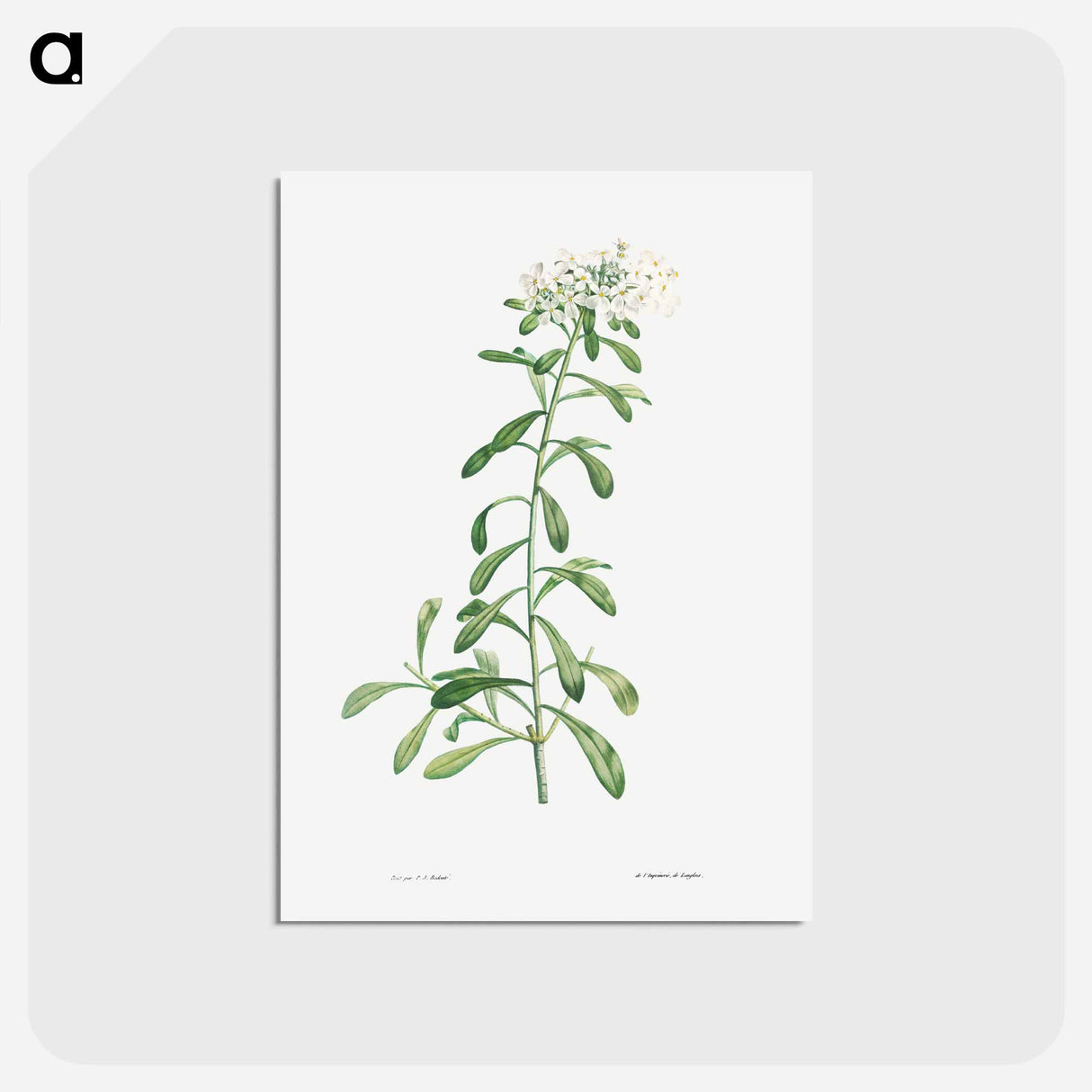 アートポストカード-Cluster of small white flowers - ピエール ジョゼフ ルドゥーテ Postcard.
