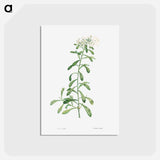 アートポストカード-Cluster of small white flowers - ピエール ジョゼフ ルドゥーテ Postcard.