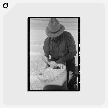 アートポストカード-Wheat Harvest, Walla Walla County
 - ラッセル リー Postcard.