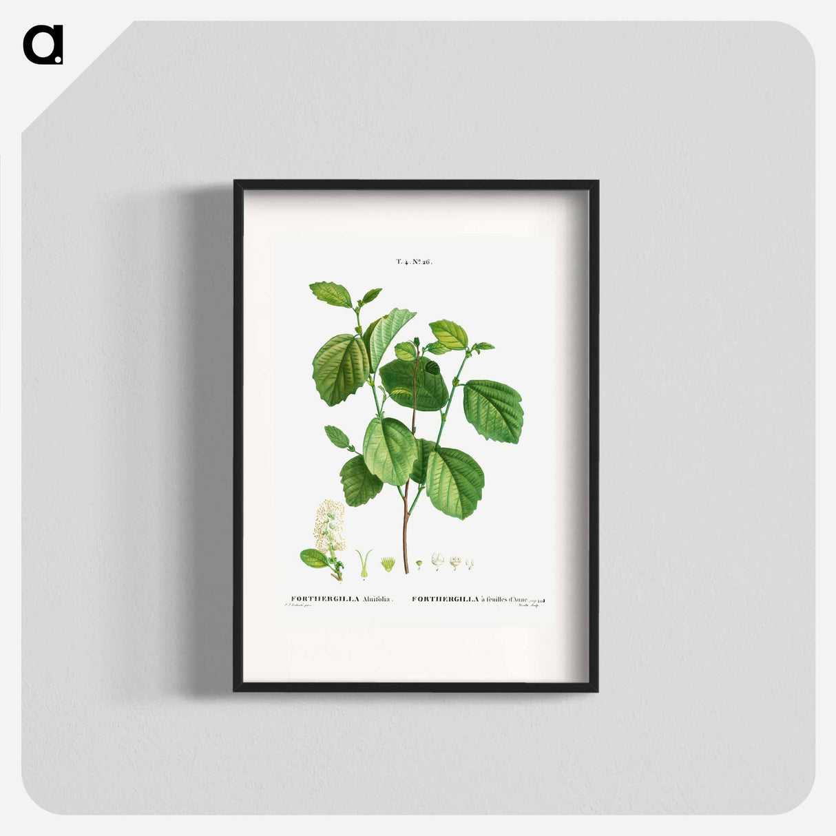Witch alder - Pierre Joseph Redouté Poster.