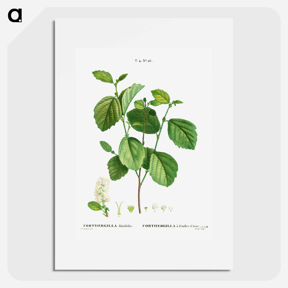 Witch alder - Pierre Joseph Redouté Poster.