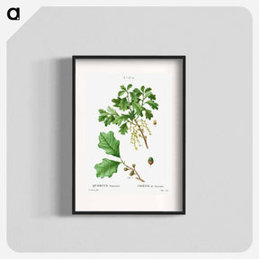 アートポスター-Bear oak, Quercus banisteri - ピエール ジョゼフ ルドゥーテ Poster.