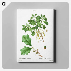 アートパネル-Bear oak, Quercus banisteri - ピエール ジョゼフ ルドゥーテ Canvas.