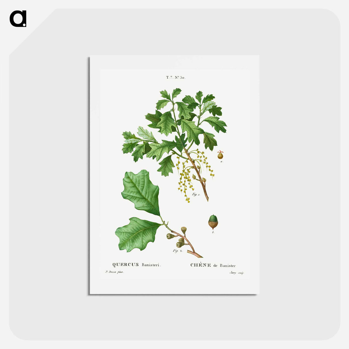 アートポストカード-Bear oak, Quercus banisteri - ピエール ジョゼフ ルドゥーテ Postcard.