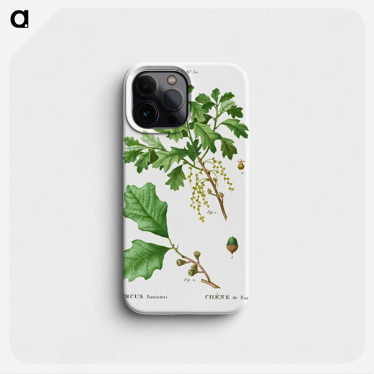 Bear oak, Quercus banisteri - ピエール ジョゼフ ルドゥーテ Phone Case.