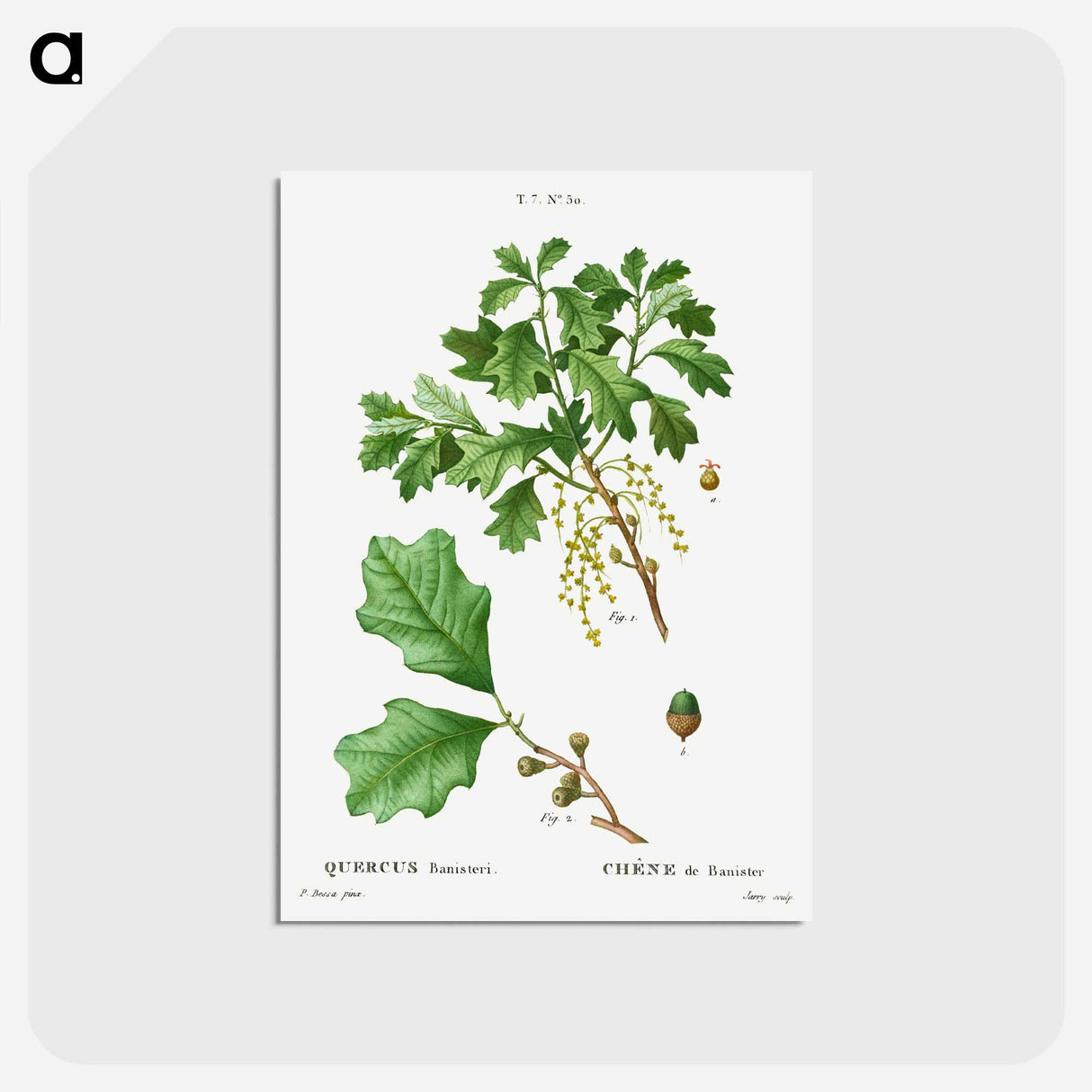 アートポストカード-Bear oak, Quercus banisteri - ピエール ジョゼフ ルドゥーテ Postcard.