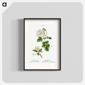 アートポスター-White rose of York, Rosa alba 2. Burnet rose, Rosa pimpinellifolia - ピエール ジョゼフ ルドゥーテ Poster.