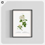 White rose of York, Rosa alba 2. Burnet rose, Rosa pimpinellifolia - ピエール ジョゼフ ルドゥーテ Poster.