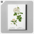 アートパネル-White rose of York, Rosa alba 2. Burnet rose, Rosa pimpinellifolia - ピエール ジョゼフ ルドゥーテ Canvas.