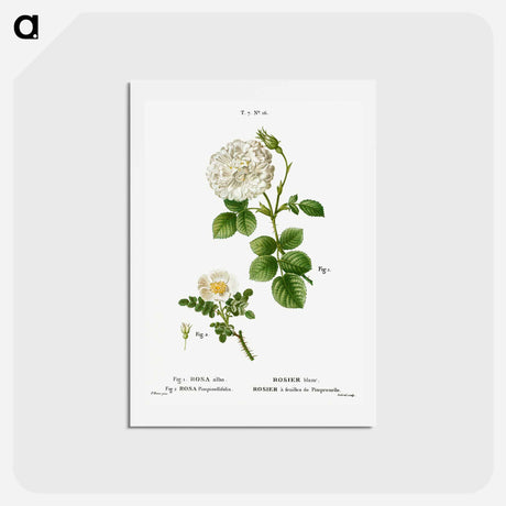 アートポストカード-White rose of York, Rosa alba 2. Burnet rose, Rosa pimpinellifolia - ピエール ジョゼフ ルドゥーテ Postcard.
