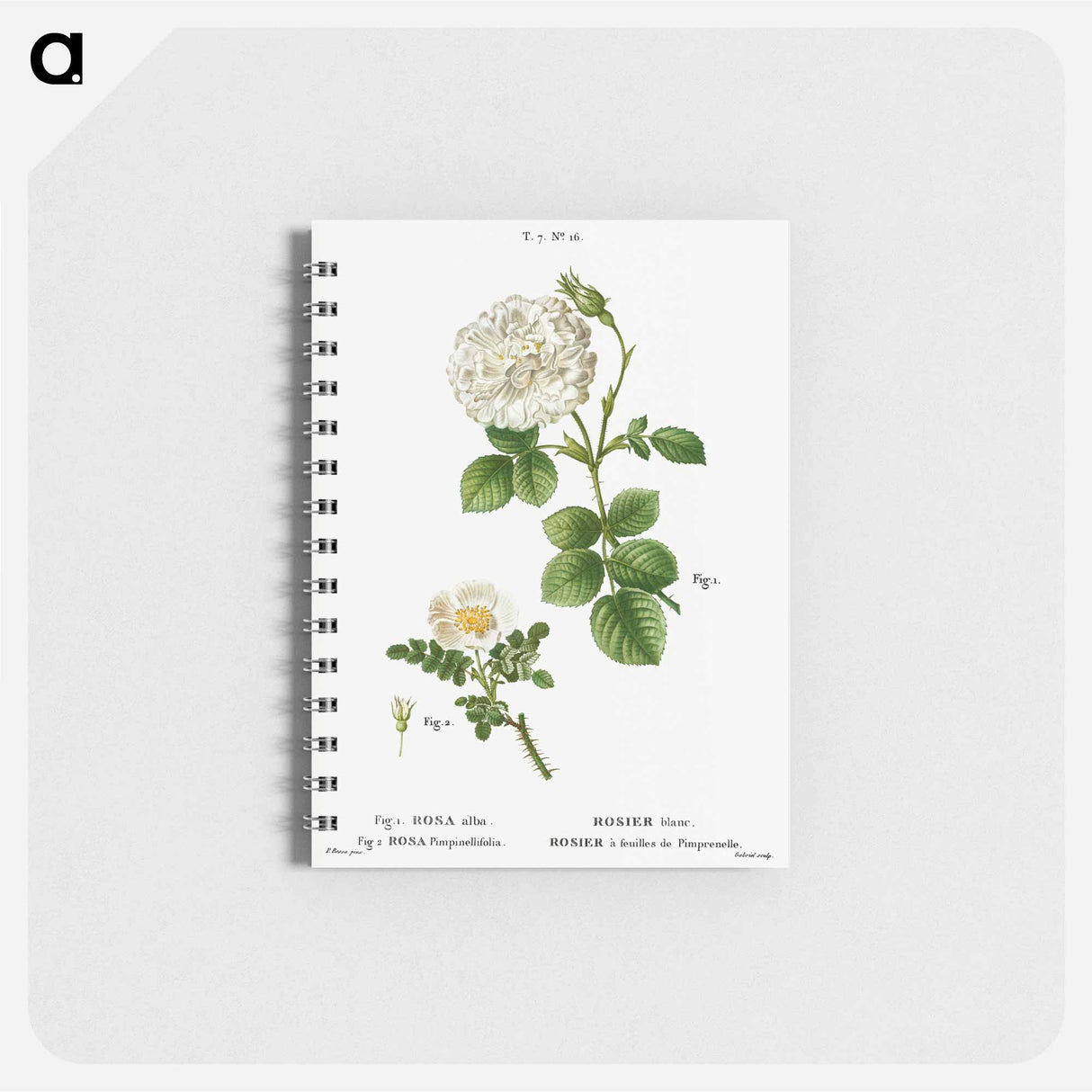 White rose of York, Rosa alba 2. Burnet rose, Rosa pimpinellifolia - ピエール ジョゼフ ルドゥーテ Memo.