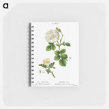 White rose of York, Rosa alba 2. Burnet rose, Rosa pimpinellifolia - ピエール ジョゼフ ルドゥーテ Memo.