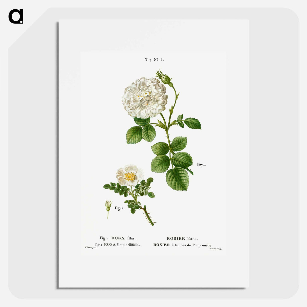 White rose of York, Rosa alba 2. Burnet rose, Rosa pimpinellifolia - ピエール ジョゼフ ルドゥーテ Poster.