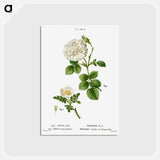 アートポストカード-White rose of York, Rosa alba 2. Burnet rose, Rosa pimpinellifolia - ピエール ジョゼフ ルドゥーテ Postcard.