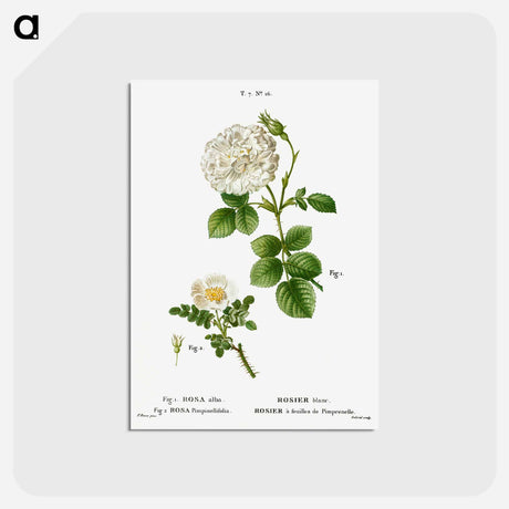 アートポストカード-White rose of York, Rosa alba 2. Burnet rose, Rosa pimpinellifolia - ピエール ジョゼフ ルドゥーテ Postcard.