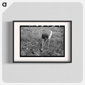 アートポスター-Onion Harvest, Taos County
 - ラッセル リー Poster.