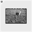 アートポストカード-Onion Harvest, Taos County
 - ラッセル リー Postcard.