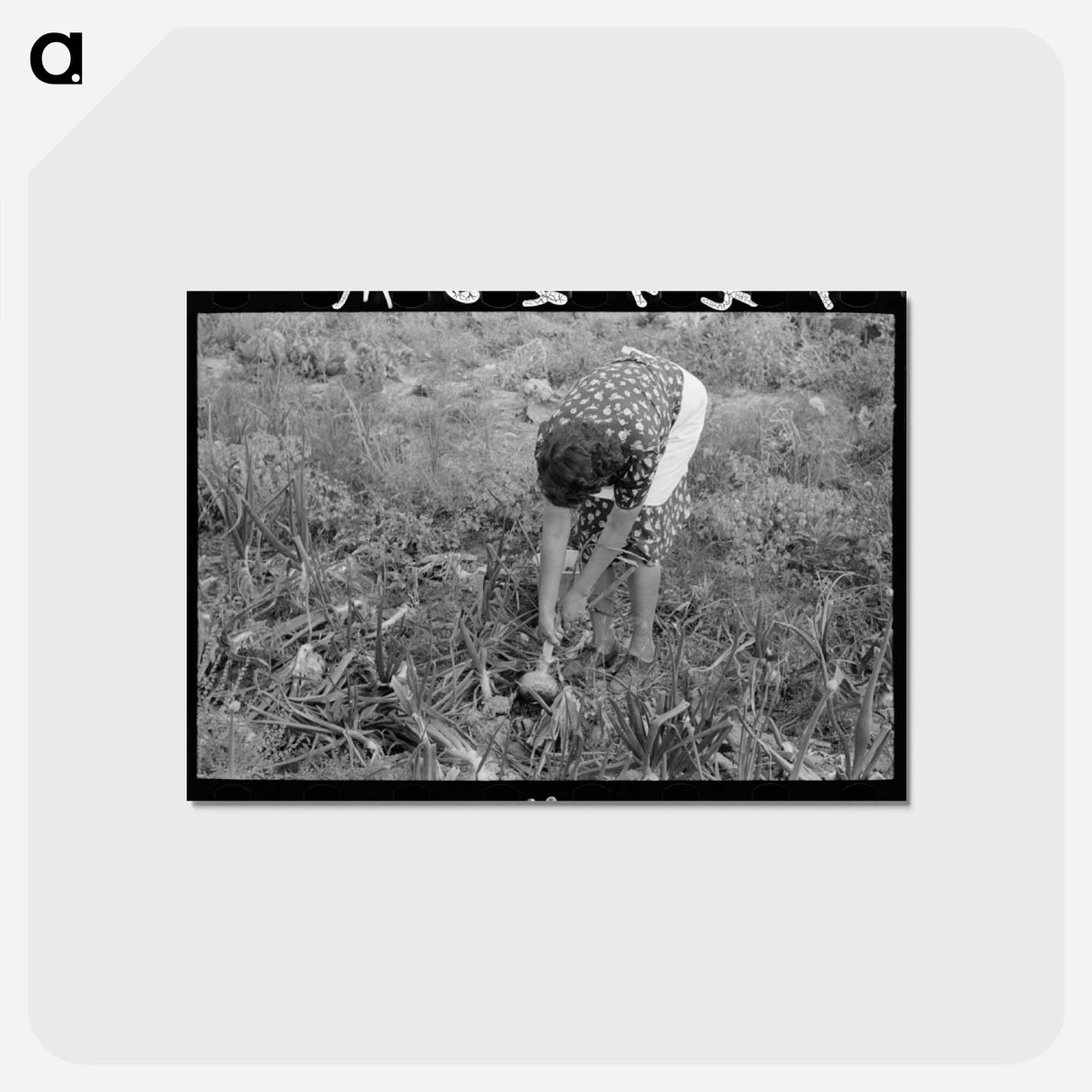 アートポストカード-Onion Harvest, Taos County
 - ラッセル リー Postcard.