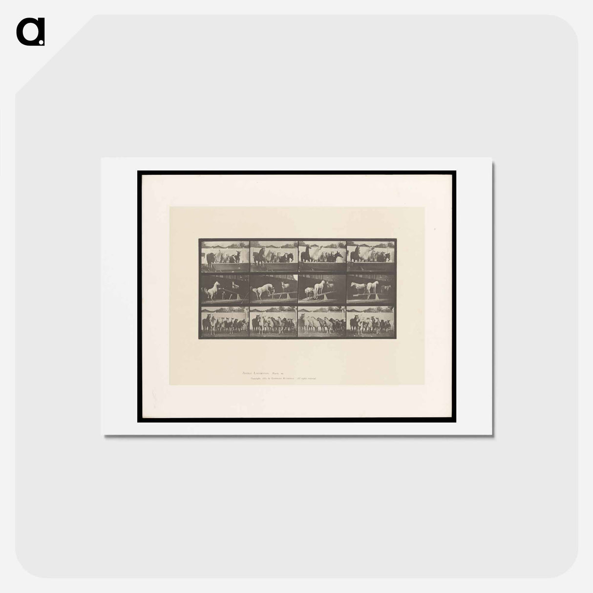 アートポストカード-Ring Bell Horses
 - エドワード マイブリッジ Postcard.