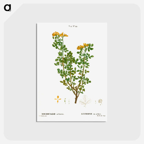 アートポストカード-Moon trefoil - ピエール ジョゼフ ルドゥーテ Postcard.