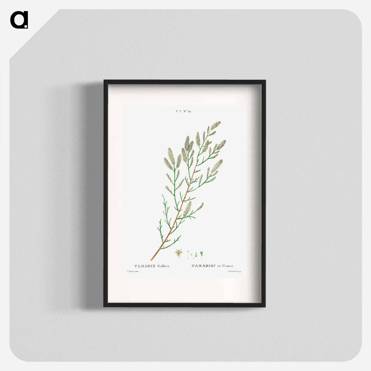 French tamarisk - Pierre Joseph Redouté Poster.