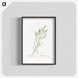 French tamarisk - Pierre Joseph Redouté Poster.
