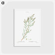 アートポストカード-French tamarisk - ピエール ジョゼフ ルドゥーテ Postcard.